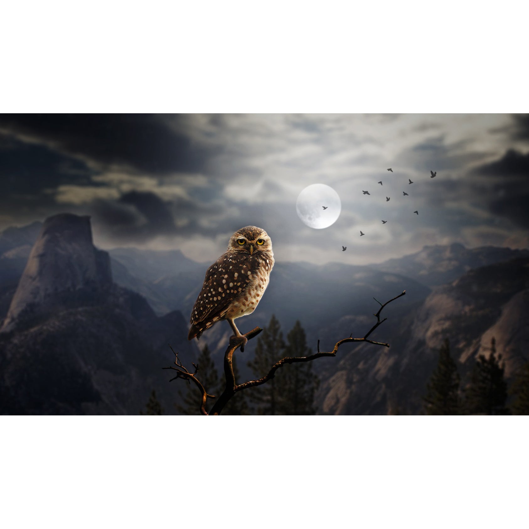 Owl and Moon 35 20