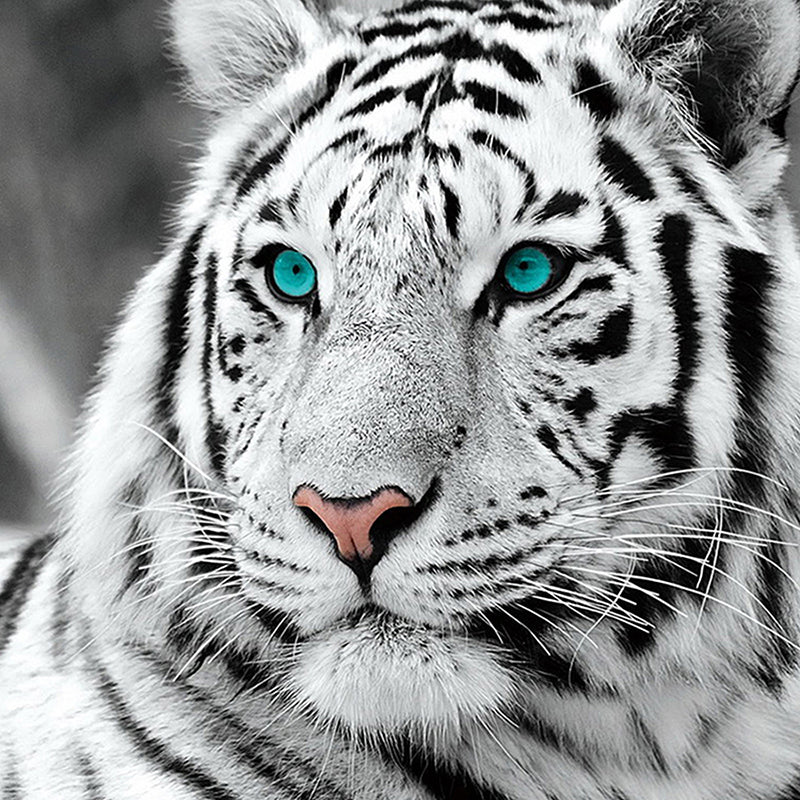 White Tiger Painting Full Square Diamond