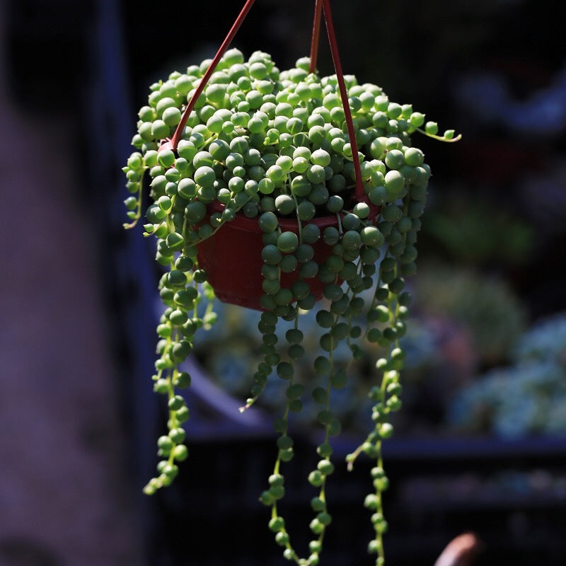 Buddha Beads Chlorophytum 9cm Basin