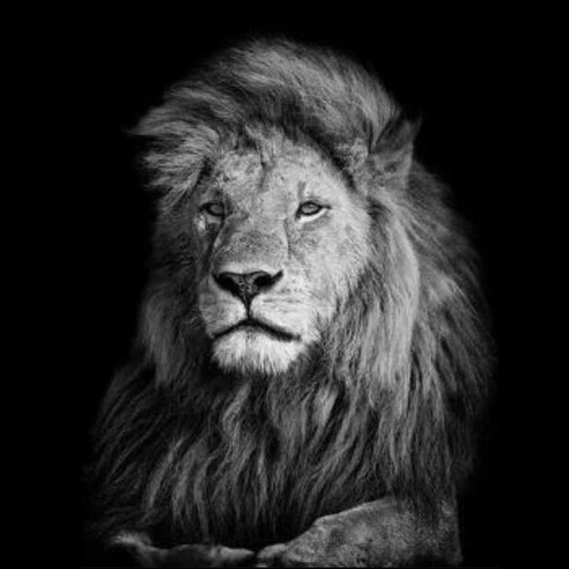 Wildlife Black And White Lion Diamond Painting